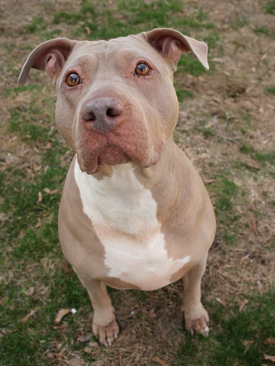 A red-nosed pittie sitting in the grass, looking up at the camera