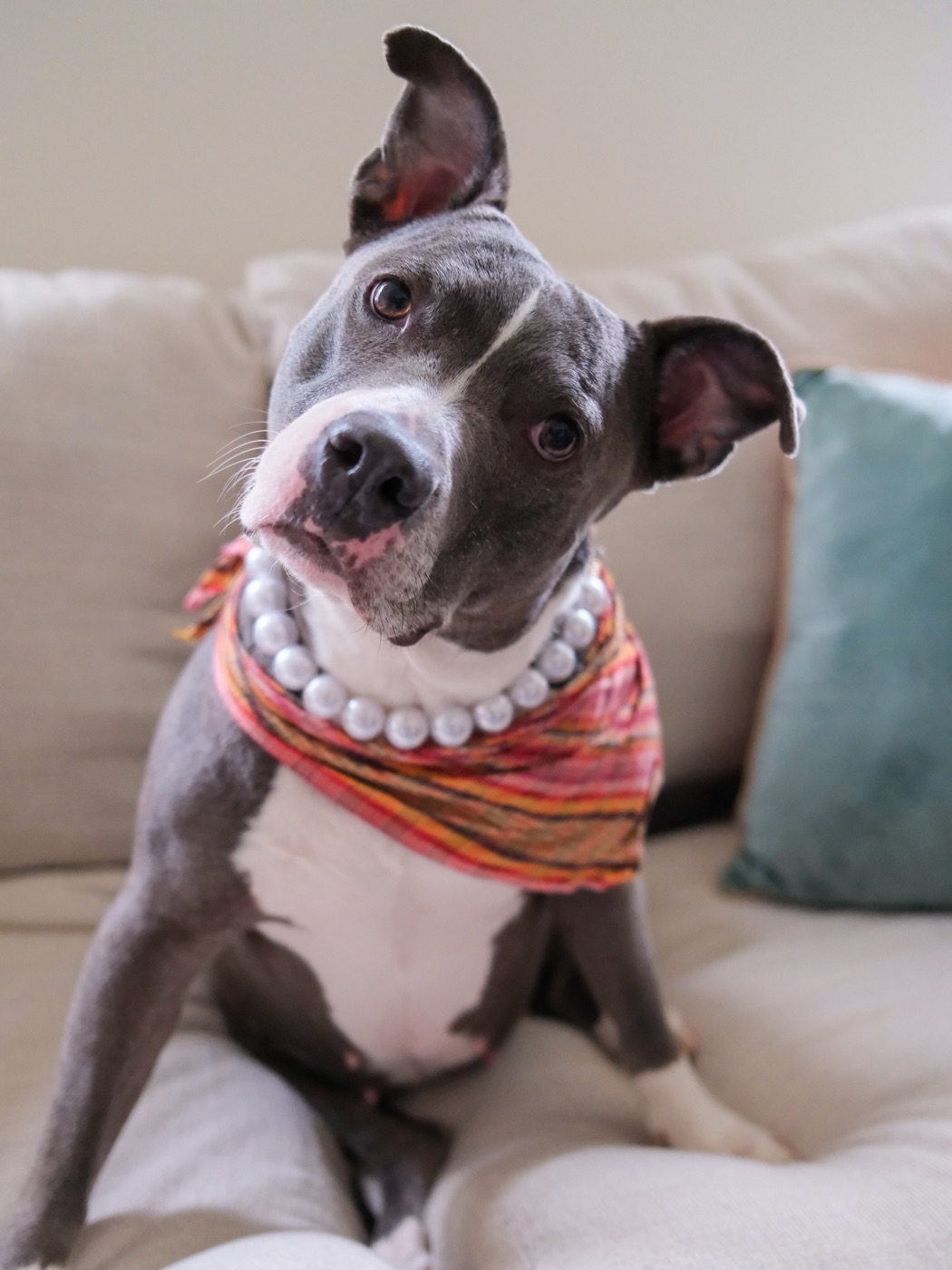A pittie in a pearl necklace and scarf tilting her head on a couch