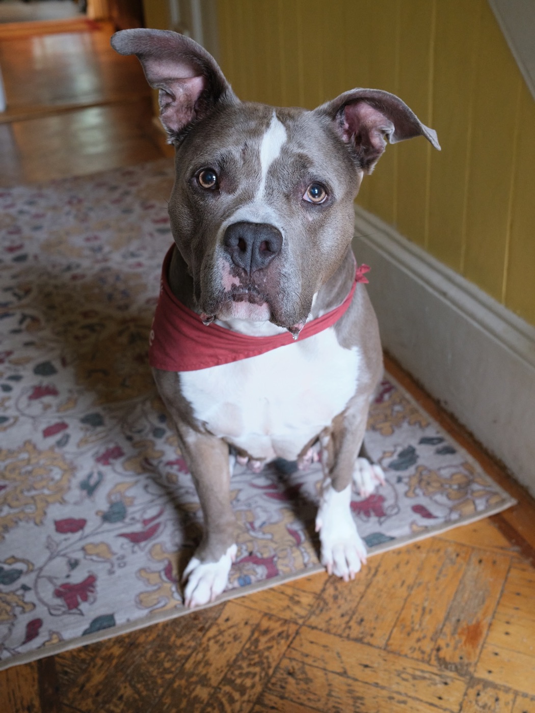 A pittie sitting on a patterned rug in a sunny doorway