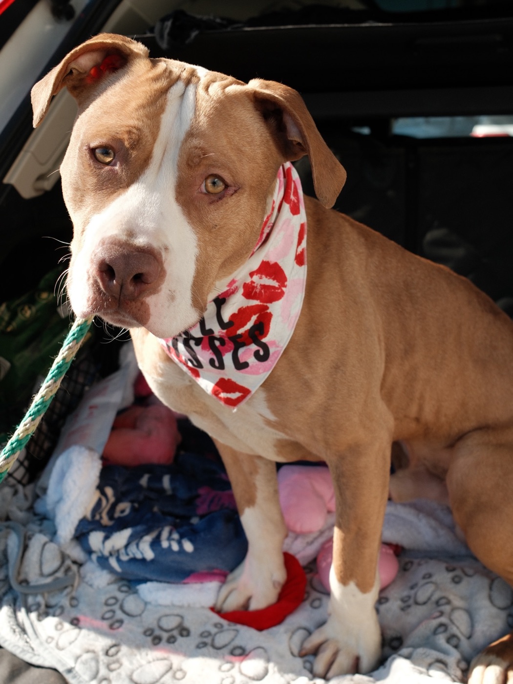 A pittie in a bandana lounging in a dog bed