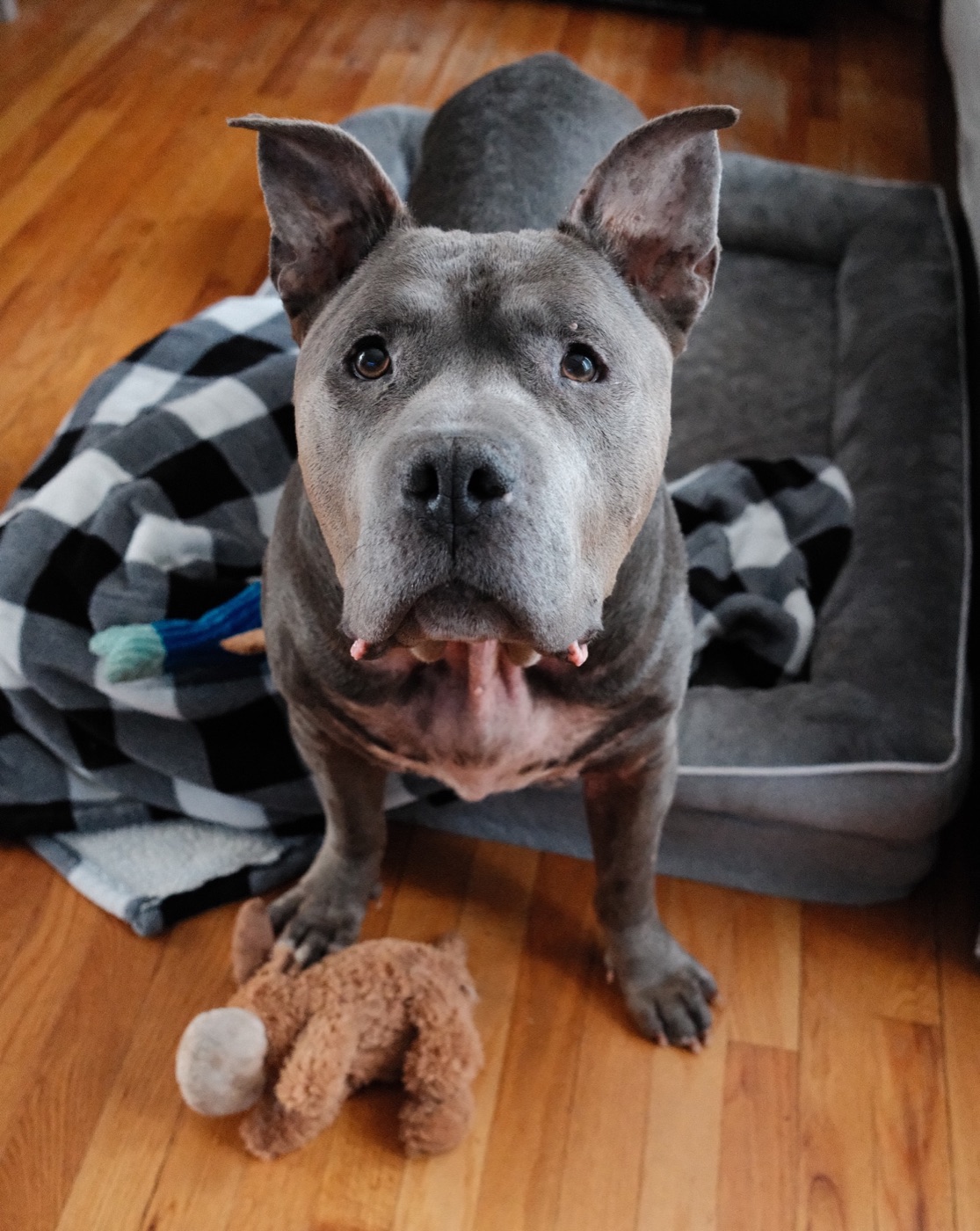A pittie on a plaid blanket with a stuffed toy at his feet