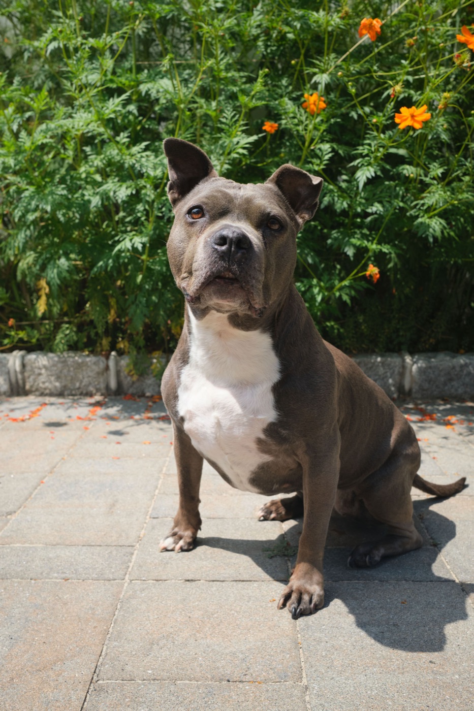 A blue-gray pittie with a white chest sitting in front of orange flowers